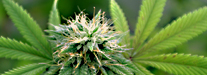 <span class="widget_number">04</span>Developing Cannabis Regulations & Quality Control Standards