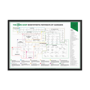 The Werc Shop Cannabis Biosynthetic Pathways - Framed poster  