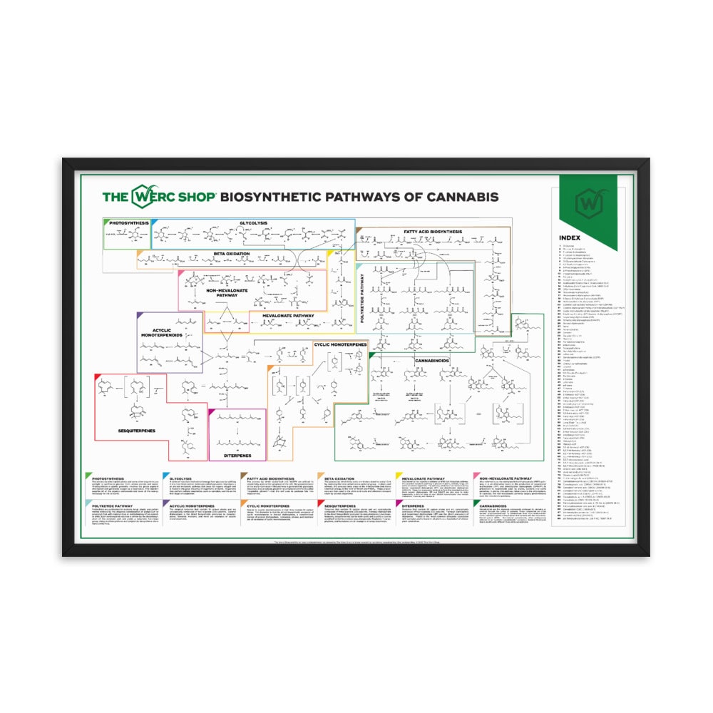 Cannabis Biosynthetic Pathways - Framed poster